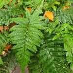 Polystichum polyblepharon Muu