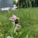 Ophrys apifera花