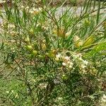Gomphocarpus fruticosus Habit