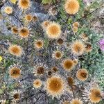 Carlina vulgaris Blomma