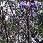 Jacaranda mimosifolia Floare