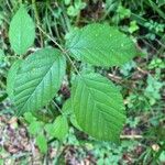 Rubus foliosus Hoja