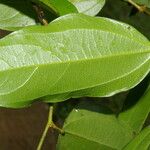 Matudaea trinervia Leaf