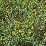 Genista florida Habit