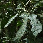 Grossera paniculata Habit