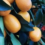 Citrus japonica Фрукт