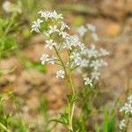 Lysimachia candida عادت