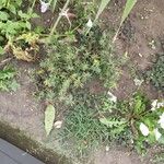 Portulaca pilosa Fuelha