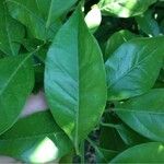 Citrus sinensis その他の提案