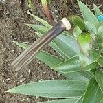 Lilium lancifolium Fruit