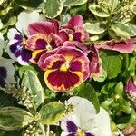 Viola × wittrockiana Blomst