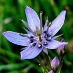 Swertia perennis Flower