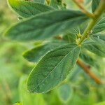 Spiraea salicifolia 葉