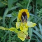 Ophrys lutea 花