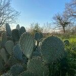 Opuntia engelmannii Leaf