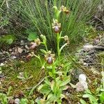 Ophrys speculum Natur