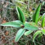 Ligustrum vulgare Folla