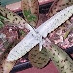 Kalanchoe gastonis-bonnieri List