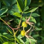 Rosa palustris Fruit