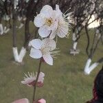 Prunus mumeFlower