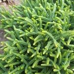 Crassula muscosa Листок