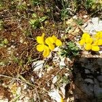 Cytisus decumbens Flor