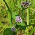 Mentha arvensis Liść