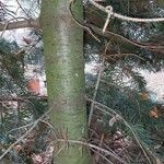 Abies concolor Corteccia