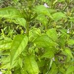 Mimulus alatus Blatt