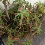 Aloe arborescens 整株植物