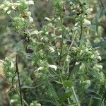 Pedicularis lanceolata Habit