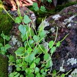 Peperomia pellucida Habit