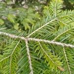 Abies balsamea 树皮