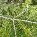 Abies balsamea Bark