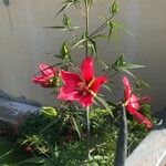 Hibiscus coccineus Flower