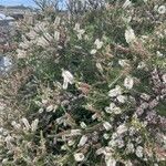 Melaleuca lanceolataFlower