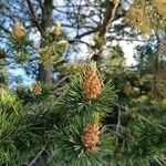 Pinus mugo Fruit