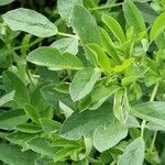 Trigonella foenum-graecum आदत