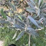 Olea europaeaLevél