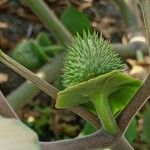 Datura innoxia ഫലം