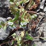 Valerianella locusta Цветок