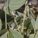 Teramnus uncinatus Flower