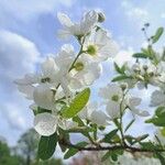 Exochorda racemosa Flor