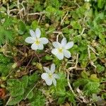 Viola bicolor Blomst