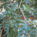 Caragana arborescens List