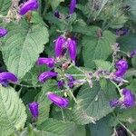 Strobilanthes attenuata Kukka