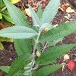 Buddleja globosa Blad