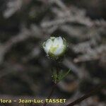 Spergula morisonii 花