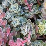 Sedum spathulifolium 叶