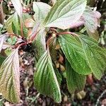 Viburnum sieboldii Levél